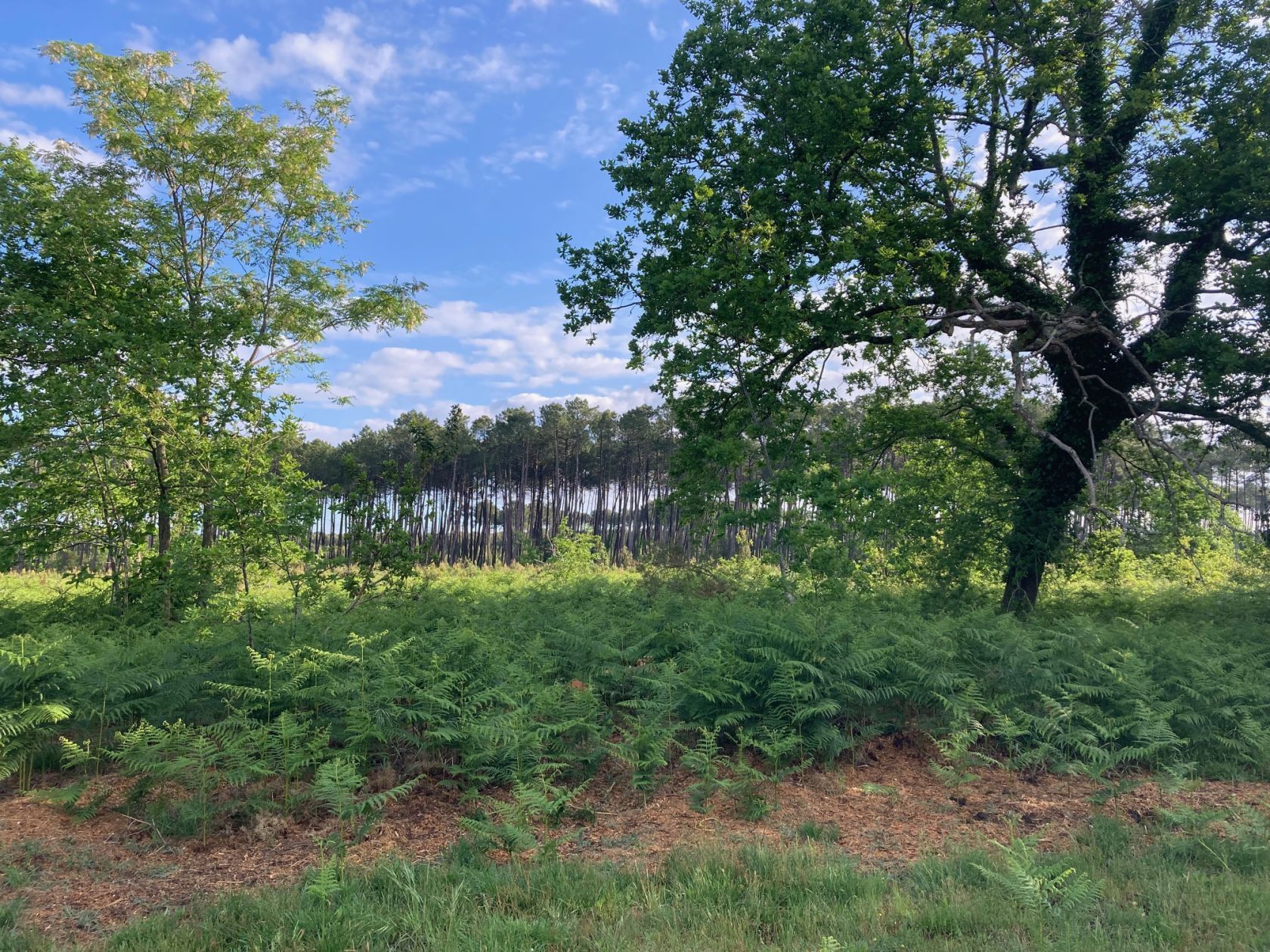 Terrain à bâtir de 500 m² à SANGUINET (40)