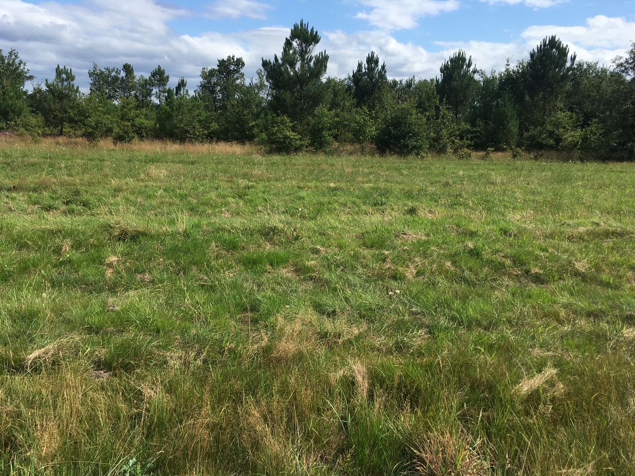Terrain à bâtir de 1300 m² à MOUSTEY (40)
