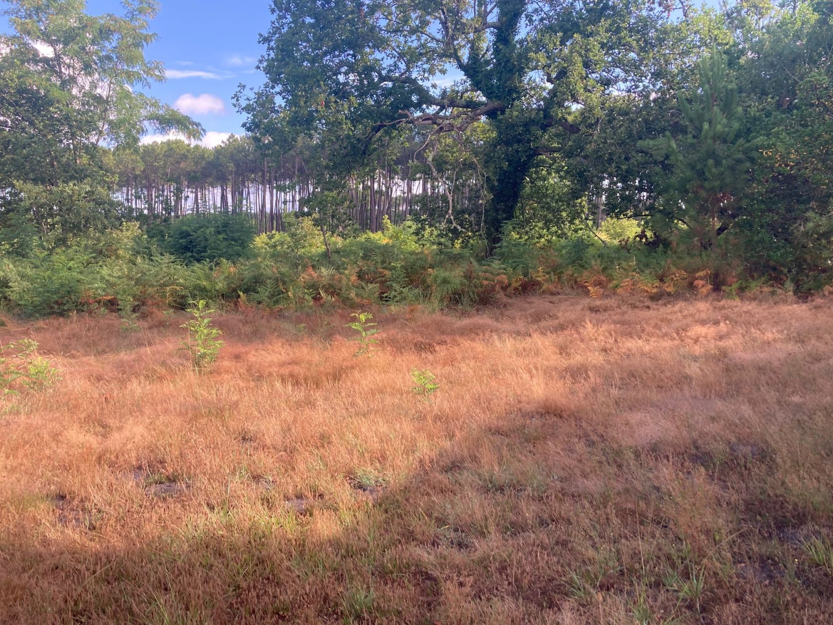 Projet de construction d'une maison 90 m² avec terrain à SALLES (33) - visuel 5