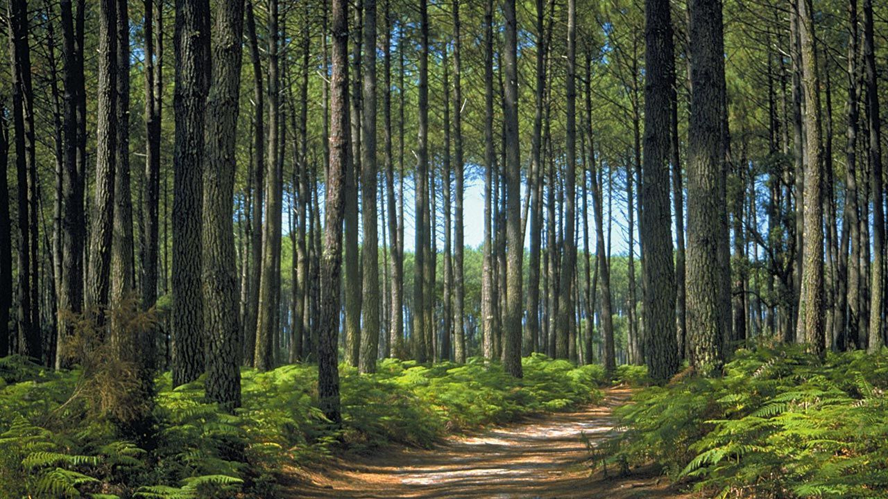 Terrain à bâtir de 690 m² à PISSOS (40)