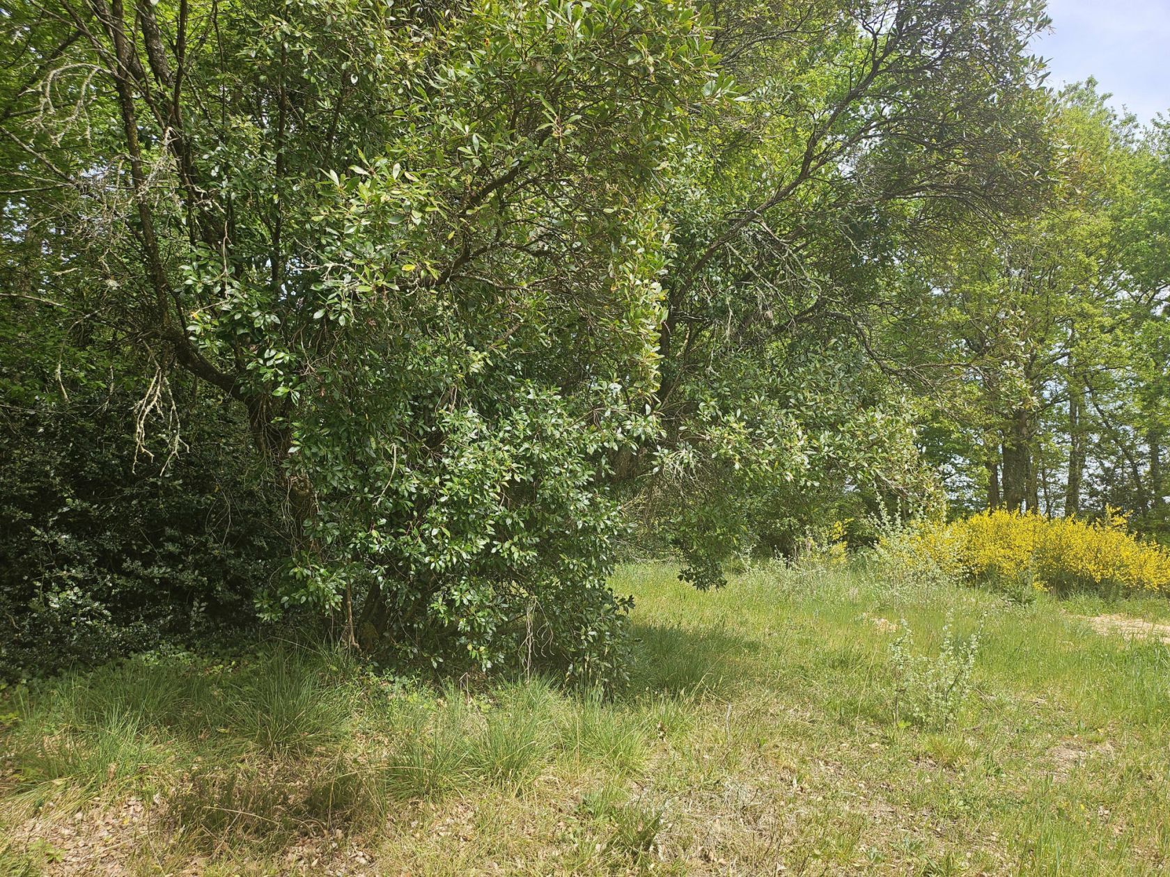Terrain à bâtir de 1194 m² à LA BREDE (33)